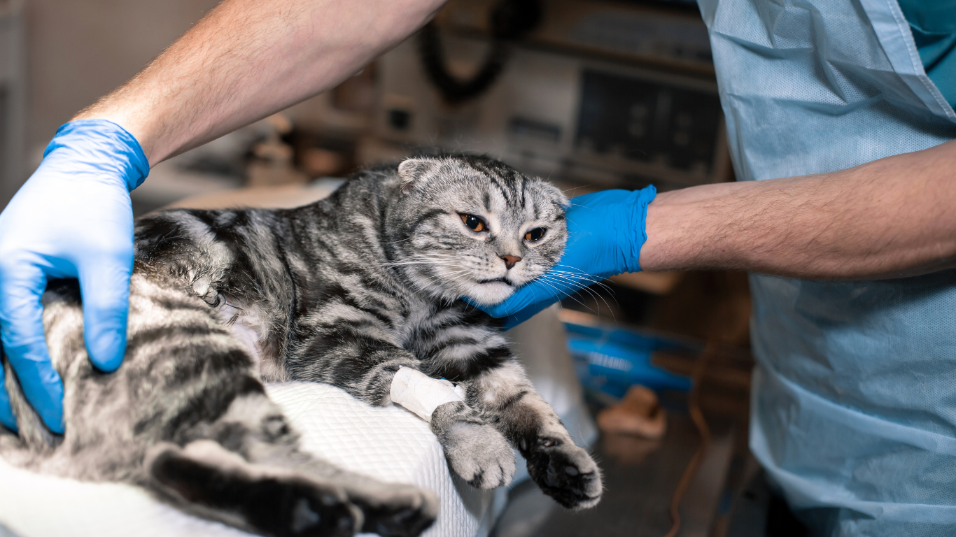 You are currently viewing 10 astuces pour préparer votre animal avant une visite chez le vétérinaire